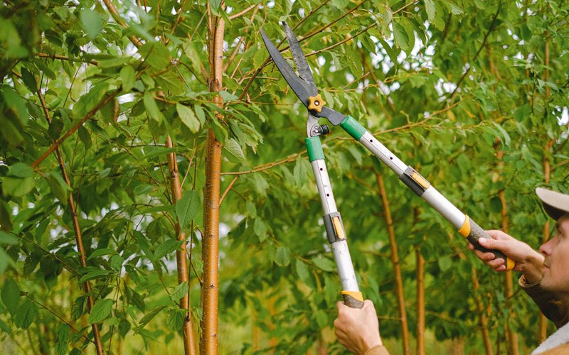 Tree trimming in Bickleton, WA